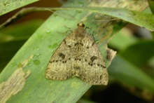 Koa looper moth